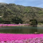 【鮮やかなピンク色の絨毯が美しい】富士芝桜まつり2017に行ってきた
