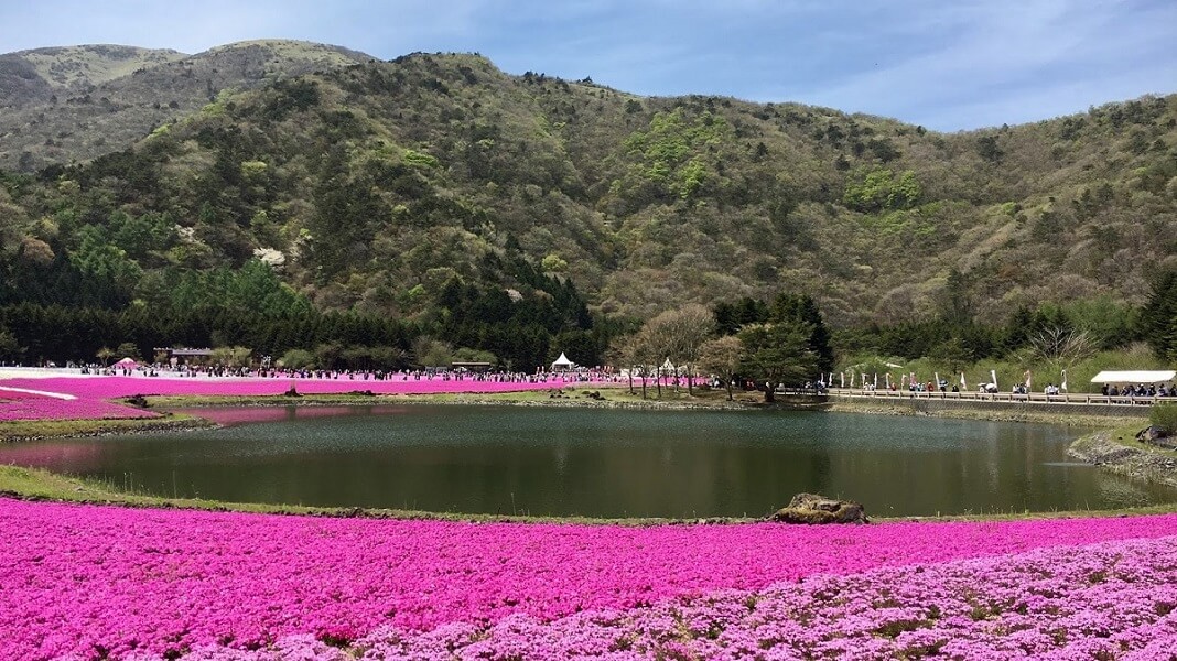 【鮮やかなピンク色の絨毯が美しい】富士芝桜まつり2017に行ってきた
